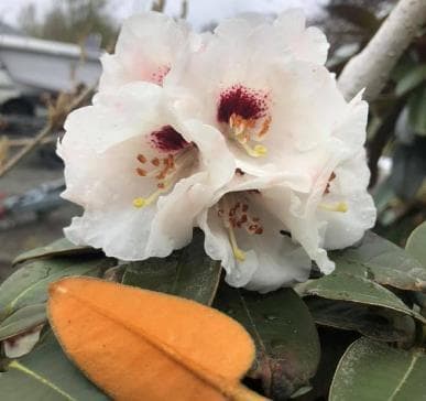 Rhododendron pachysantum