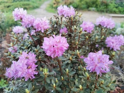 Rhododendron parvifolium