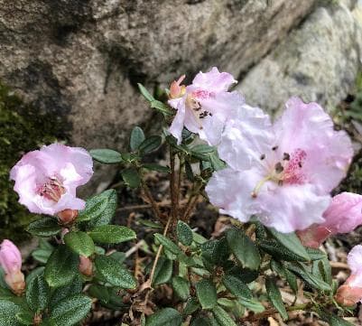 Rhododendron petrocharis x Rhododendron dendrocharis