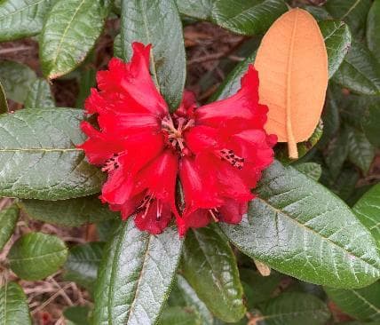 Rhododendron piercei (KW11040)