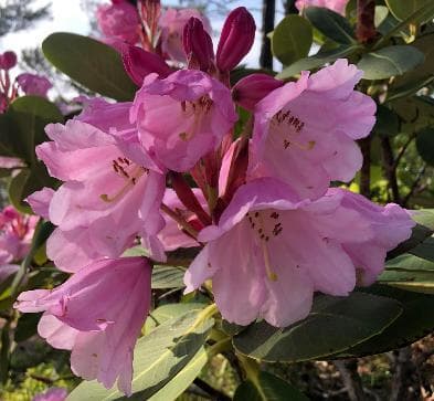 Rhododendron platypodum x Rhododendron platypodum
