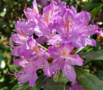 Rhododendron ponticum ssp. ponticum