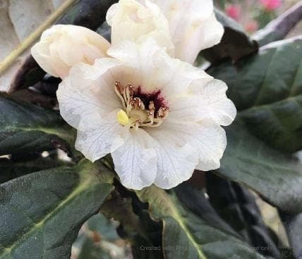 Rhododendron praestans