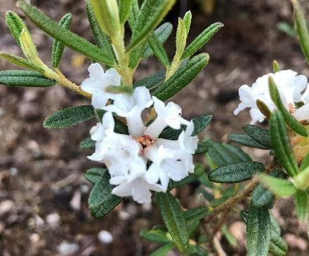 Rhododendron primuliflorum
