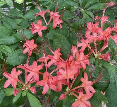 Rhododendron prunifolium