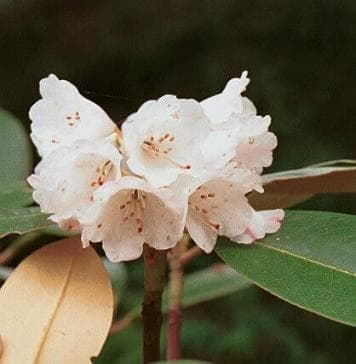 Rhododendron przewalskii