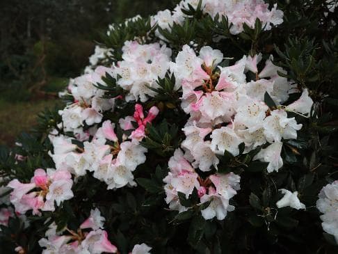 Rhododendron pseudochrysanthum