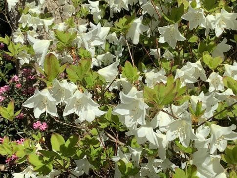 Rhododendron quinquefolium