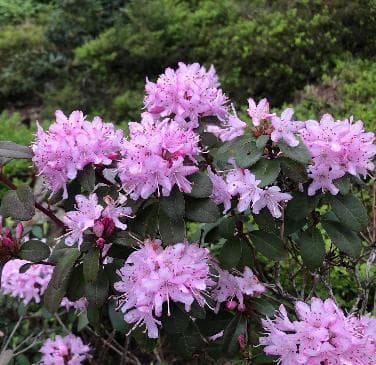 Rhododendron racemosum