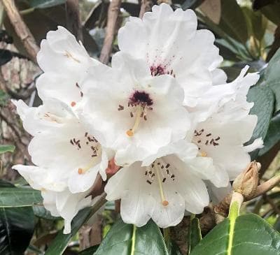 Rhododendron rex ssp. rex