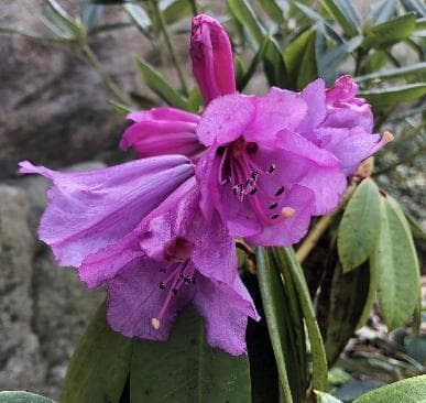 Rhododendron ririei