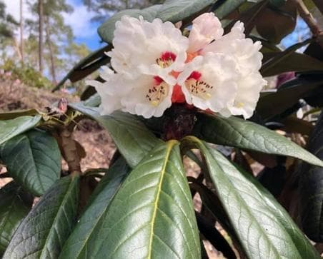 Rhododendron rothschildii