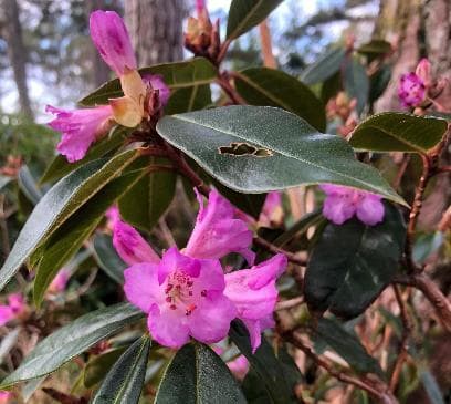 Rhododendron rubiginosum ssp. rubiginosum