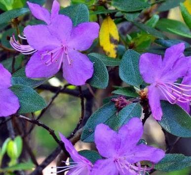 Rhododendron sajanense