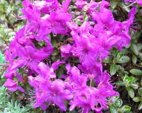 Rhododendron saluenense var. prostratum