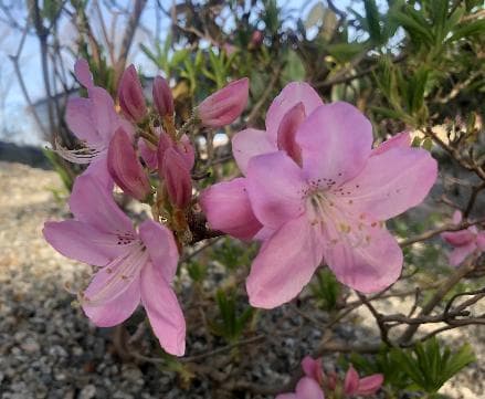 Rhododendron schlippenbachii