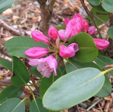 Rhododendron selense