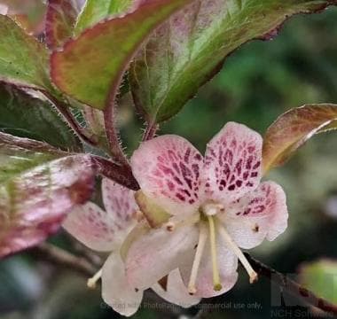Rhododendron semibarbatum