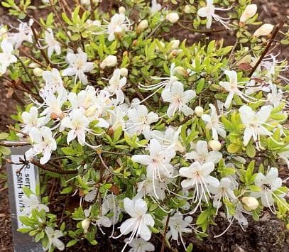 Rhododendron serpyllifolium