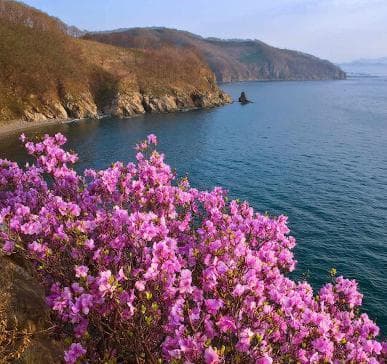 Rhododendron sichotense