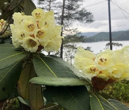 Rhododendron sinofalconeri