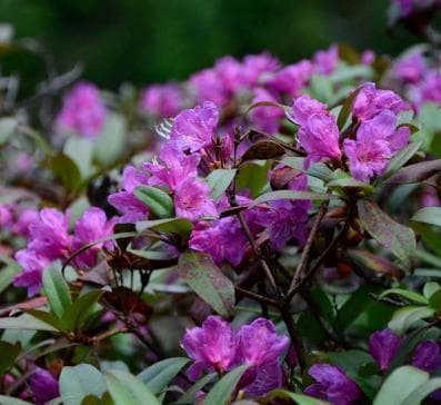 Rhododendron smokianum