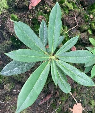Rhododendron souliei x Rhododendron strigillosum