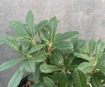 Rhododendron sp. (Subsection neriiflora)