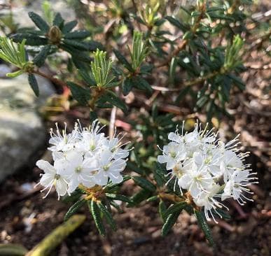 Rhododendron subarticum