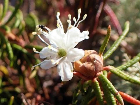 Rhododendron subulatum