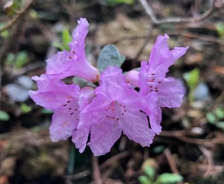 Rhododendron telmateium