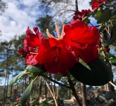 Rhododendron thomsonii