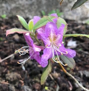 Rhododendron trichanthum