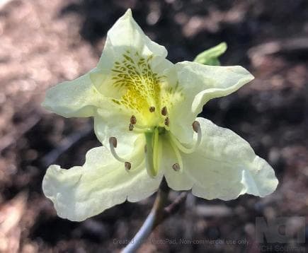Rhododendron triflorum var. bauhiniiflorum