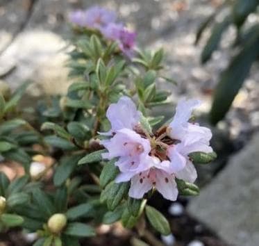 Rhododendron tsaii (JN11034)