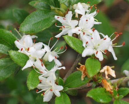 Rhododendron tschonoskii var. tschonoskii