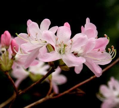 Rhododendron vaseyi 'Red Form'