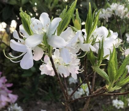 Rhododendron vaseyi 'White Find'