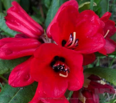 Rhododendron venator