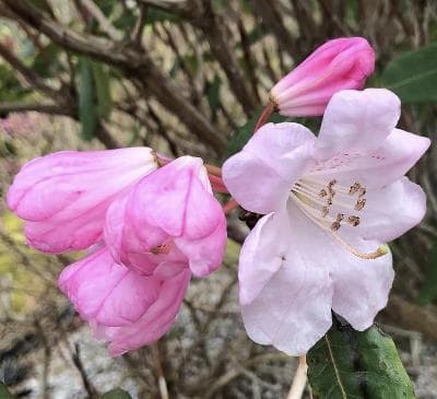 Rhododendron vernicosum