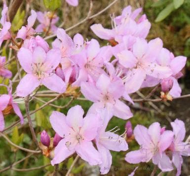 Rhododendron wadanum