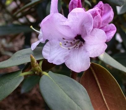 Rhododendron wallichii