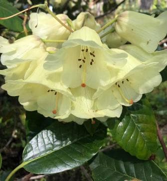 Rhododendron wardii 'Pure Yellow'