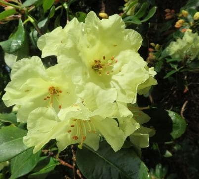 Rhododendron wardii