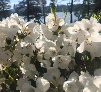Rhododendron wardii var. purealbum