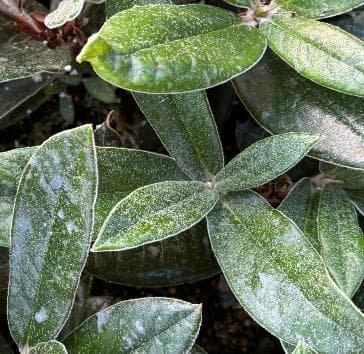 Rhododendron weldianum