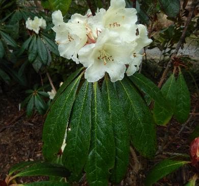 Rhododendron wightii