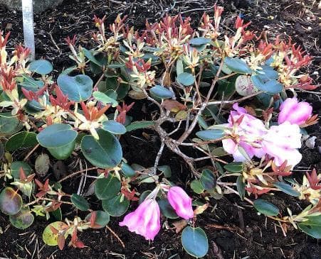 Rhododendron williamsianum 'Creeping Form'