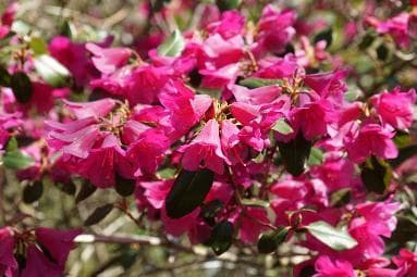 Rhododendron xanthocodon var. purpurellum