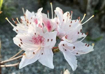 Rhododendron yunnanensis